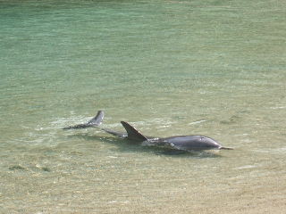 2006_0411Hawaii0142.JPG