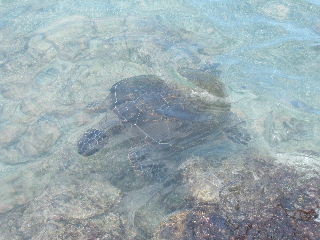 2006_0411Hawaii0217.JPG