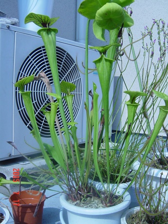 サラセニア　フラバ