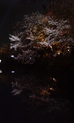 ライトアップされて池に映る桜