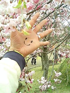 バラ園の桜