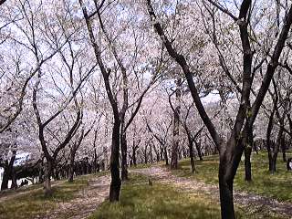 浜寺公園の桜