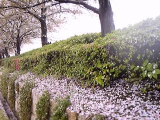 雨の桜並木