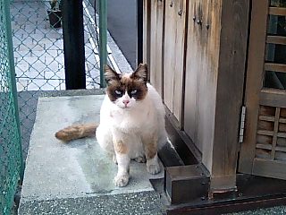 ねこ