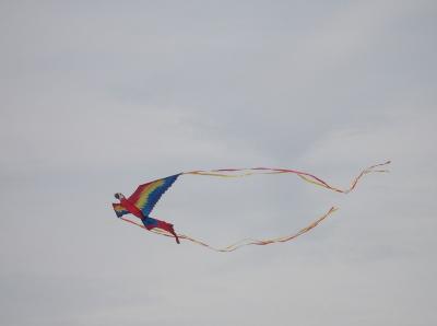 CIMG0263 kite phenix trimmed.jpg