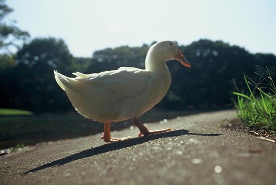 立ち止まったりしないよ