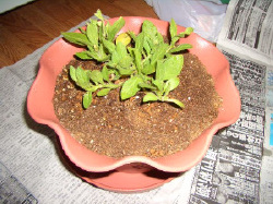 img9ba0307ajf9w9o.jpg