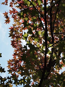 万博公園で紅葉をはじめたふうの木