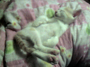 イチコ8.29. 007.jpg