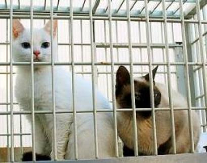 支笏湖に捨てられ、保護された猫たち