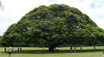 モアナルアガーデン