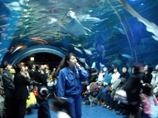 水族館、餌やりショー