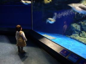 ひーたん、水族館にて