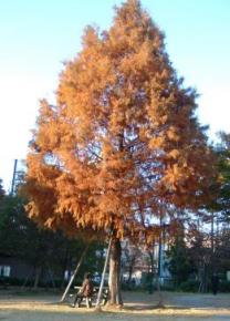 浜町公園の紅葉