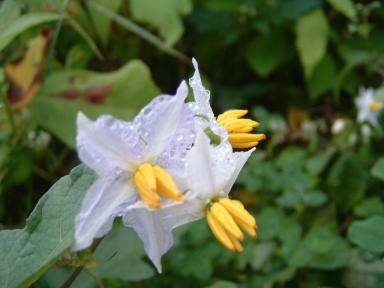 お星様の形の花