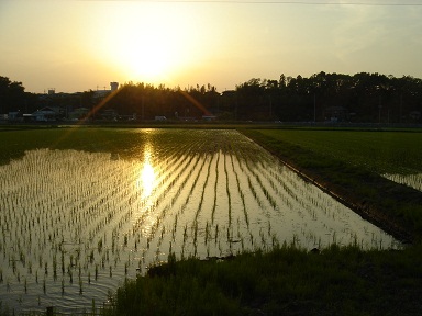 夕日