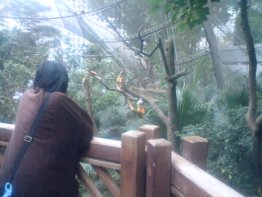 うちの奥さん鳥さんに夢中