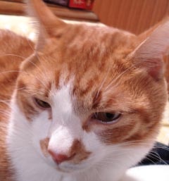 僕達の耳かー-1.jpg