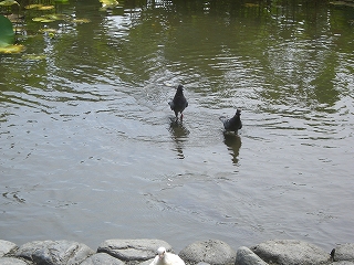 水、陸、空、いけますよ～！