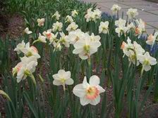 Daffodils_1