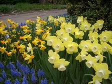 Daffodils_2