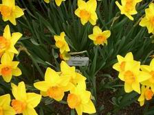 Daffodils_3
