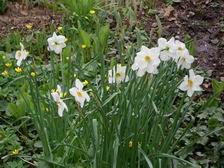 Daffodils_4