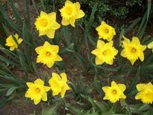 Daffodils_5