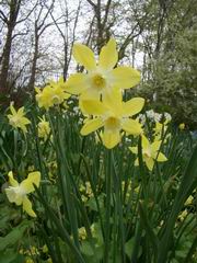 Daffodils_6
