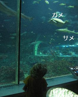 大きな水槽にはたっくさんのお魚