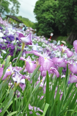 菖蒲