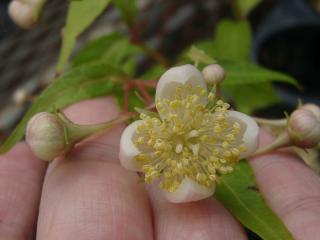 梅花甘茶