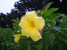 美ら海水族館-黄色いハイビスカス