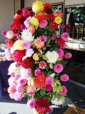 2009米沢上杉神社-ダリヤ