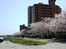 2010やすらぎ堤桜3