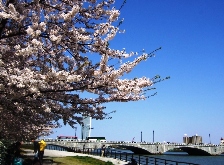 2010やすらぎ堤桜4