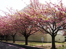 2010県立図書館八重桜1