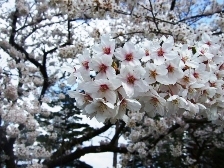 2010秋葉公園桜2