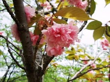 2010県立図書館八重桜2