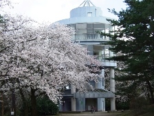 2010秋葉公園桜1