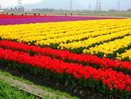 五泉チューリップ-1