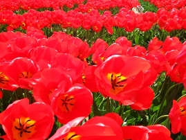 五泉チューリップ-2