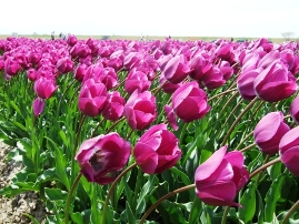 五泉チューリップ-3