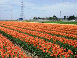 五泉チューリップ-4