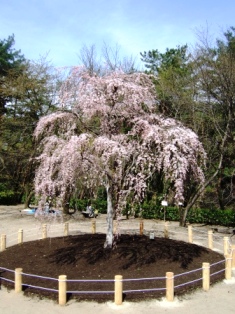 2010じゅんさい池公園桜咲き始め