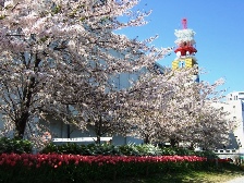 2010やすらぎ堤桜2