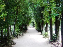 備瀬フクギ並木