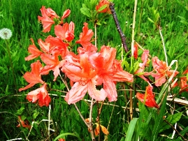 裏磐梯山つつじ