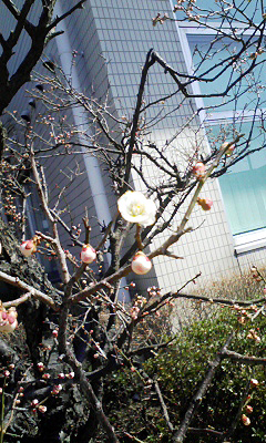 ソレイユ三条のさくら咲いてました！