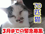 cat plase ７０匹の猫達